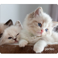 Коврик Perfeo Cat; 196х236х3 мм (полипропилен)