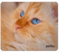 Коврик Perfeo Cat; 240х200х2 мм (PF_D0667) Рис.23