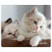 Коврик Perfeo Cat; 350х300х3 мм (PF_D0639) Рис.2
